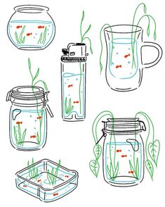 four different types of fish in jars with water and algaes inside one jar, the other is filled with goldfish