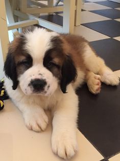 a brown and white dog laying on top of a tiled floor