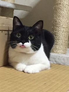 a black and white cat sitting on the floor next to a cardboard box with its mouth open