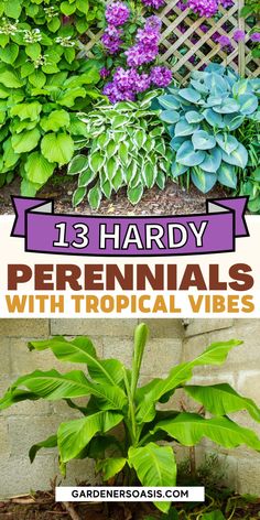 Tropical Looking Plants: 13 Hardy Perennials & Shrubs That Look Tropical Cold Hearty Tropical Plants, Hardy Tropical Landscaping, Tropical Garden Aesthetic, Hardy Hibiscus Landscaping, Hibiscus Garden Landscaping, Cold Hardy Tropical Plants, Florida Native Plants Landscapes