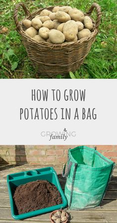 potatoes in a basket with the words how to grow potatoes in a bag