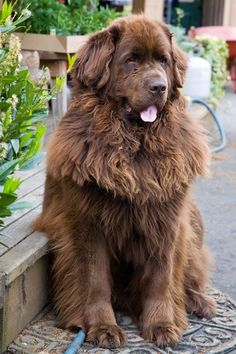 a large brown dog sitting on top of a cement bench next to plants and flowers