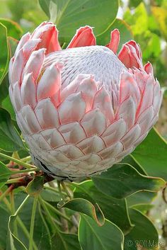 a large pink flower on a tree branch