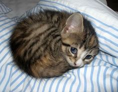 a kitten laying on top of a bed with the caption can i sleep with you? there is a bogeyman in my room