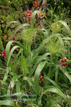 some very pretty flowers in the grass