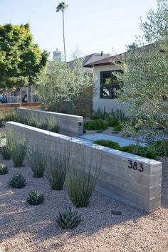 an outdoor garden with various plants and rocks