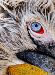 a close up of a bird's eye and feathers