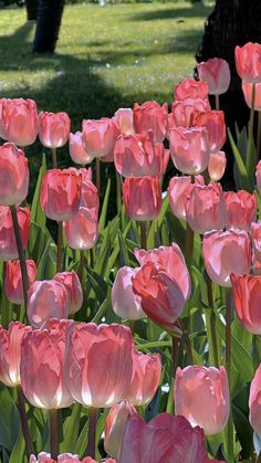 many pink tulips are growing in the grass