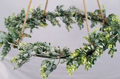 a green plant hanging from a rope