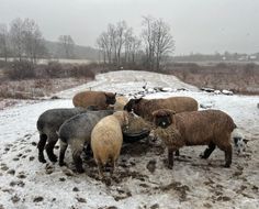 a herd of sheep standing on top of a snow covered field next to a road