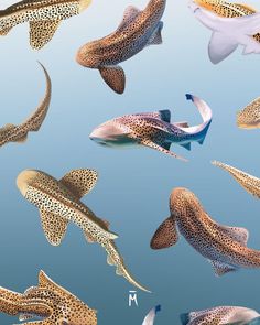 several different types of fish swimming in the ocean together, with one being smaller than the other