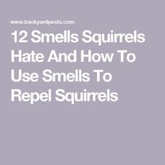 the text reads, 12 smells squirrels hate and how to use smells to repel squirrels