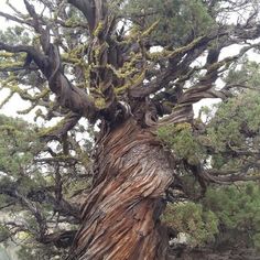 an old tree that is very tall and has moss growing on it