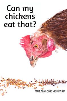 the cover of can my chickens eat that? by muranoo chicken farm, featuring an image of a rooster eating seeds