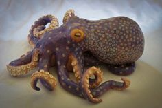 an octopus is laying on the ground with it's eyes open