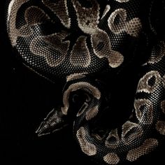 a black and white photo of a snake with its head turned to the side, on a dark background