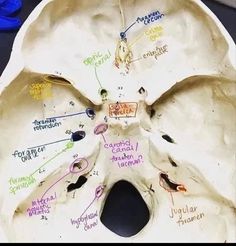 the inside of a human skull with all its parts labeled on it's side