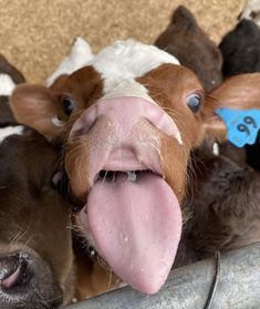 a cow sticking its tongue out while standing in a pen