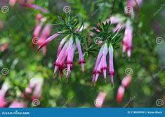 Plants With Tubular Bell Shape Flowers. There are any references about Plants With Tubular Bell Shape Flowers in here. you can look below. I hope this article about Plants With Tubular Bell Shape Flowers can be useful for you. Please remember that this article is for reference purposes only. #plants #with #tubular #bell #shape #flowers