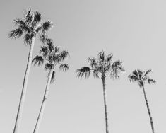 black and white photograph of palm trees against a clear sky