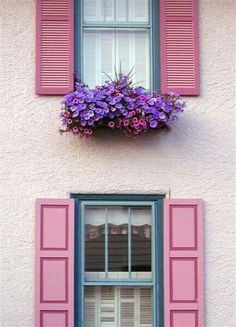 two windows with pink shutters and purple flowers