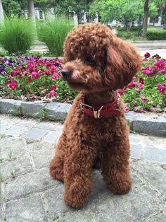 a brown poodle sitting on top of a stone walkway next to pink and purple flowers