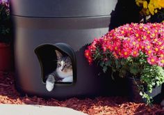 a cat sitting in a black litter box next to flowers