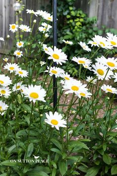 white daisies growing in the garden next to a fence