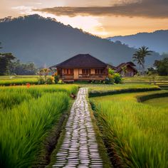 a house in the middle of a rice field with a path leading to it and mountains in the background