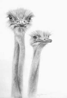 two ostriches are standing next to each other