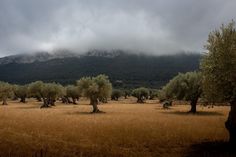 an olive grove with mountains in the background