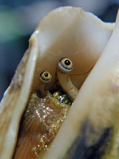 an octopus with two eyes is poking out from the inside of it's shell