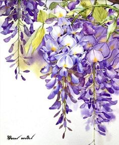 watercolor painting of purple flowers hanging from a tree branch with green leaves and buds