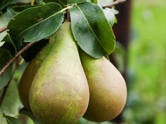 two pears hanging from a tree with green leaves