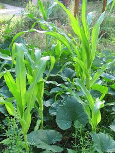 some very pretty green plants in the grass