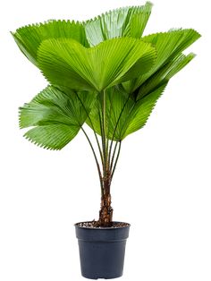 a potted plant with large green leaves on it's top, in front of a white background