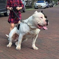 a woman walking her dog on a leash