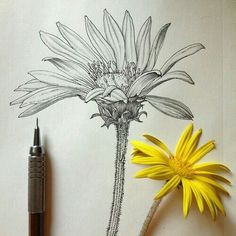 a pencil drawing of a flower next to a pen