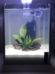 a fish tank filled with water and plants