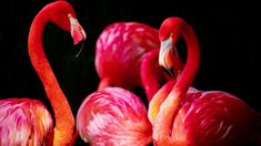 three pink flamingos standing next to each other on a black background with their heads turned towards the camera