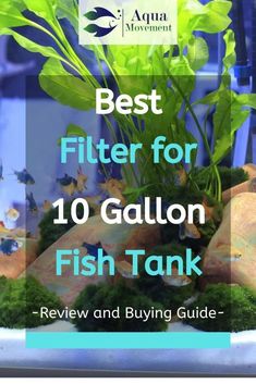 the best filter for 10 gallon fish tank review and buying guide by aqua movement, inc