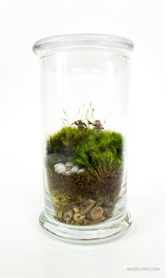 a glass jar filled with green moss and plants on top of a white surface,