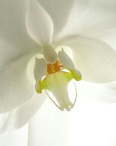 a white flower with yellow stamen in the center