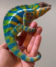 a hand holding a small blue and green chamelon