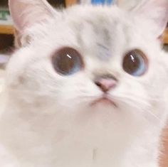 a close up of a white cat with brown eyes