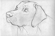 a pencil drawing of a dog's head