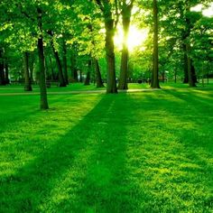 the sun is shining through the trees in the park