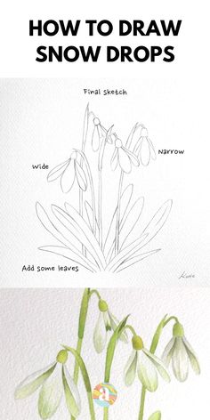 how to draw snowdrops