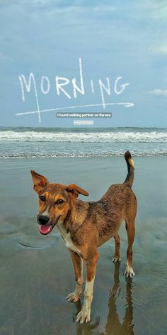 a brown dog standing on top of a sandy beach next to the ocean and writing morning