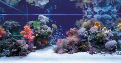 an aquarium filled with lots of different types of corals and sea creatures in it